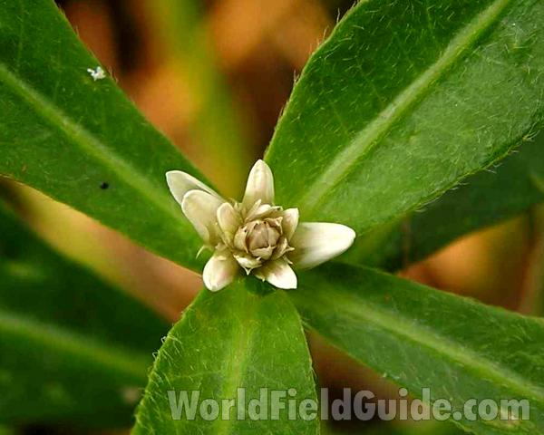 Flower - Close View<br>(Location of Picture: Alba, Texas, 2006)