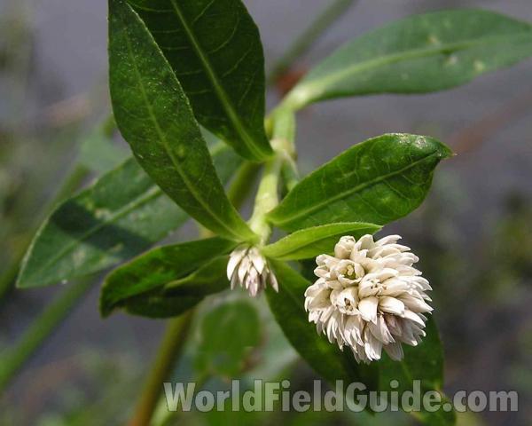 Flower Head<br>(Location of Picture: Alba, Texas, 2006)