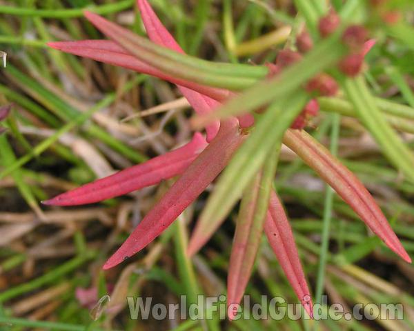 Leaves<br>(Location of Picture: El Tesora, Texas, 2006)