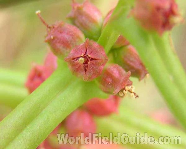 Flower<br>(Location of Picture: El Tesora, Texas, 2006)