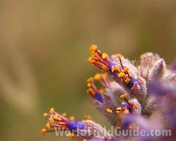 Flower - Closest View<br>(Location of Picture: Fort Worth, Texas, 2006)