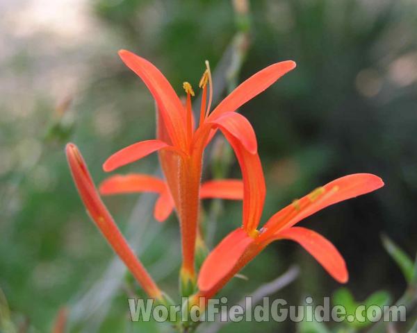 Flower - Close View<br>(Location of Picture: Ray Roberts, Texas, 2006)