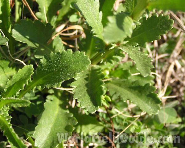 Leaves<br>(Location of Picture: Lbj Grassland, Texas, USA, 2006)