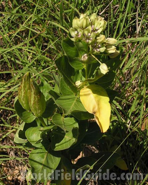 Top Of Plant With Pods<br>(Location of Picture: Fort Richardson, Texas, USA)