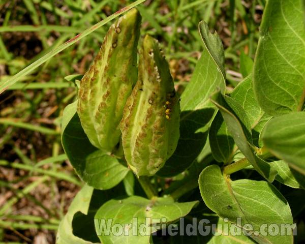 Pods - Close View<br>(Location of Picture: Fort Richardson, Texas, USA)