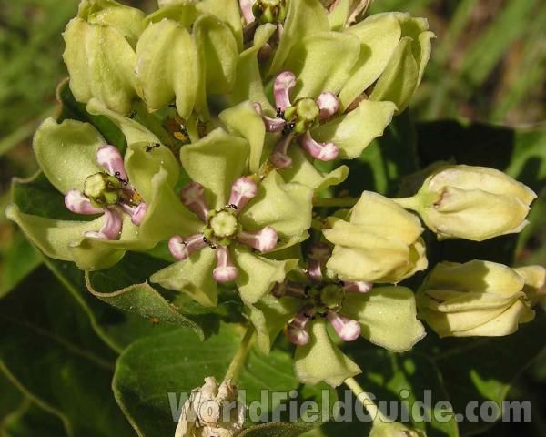 Flowers With Ants<br>(Location of Picture: Fort Richardson, Texas, USA)