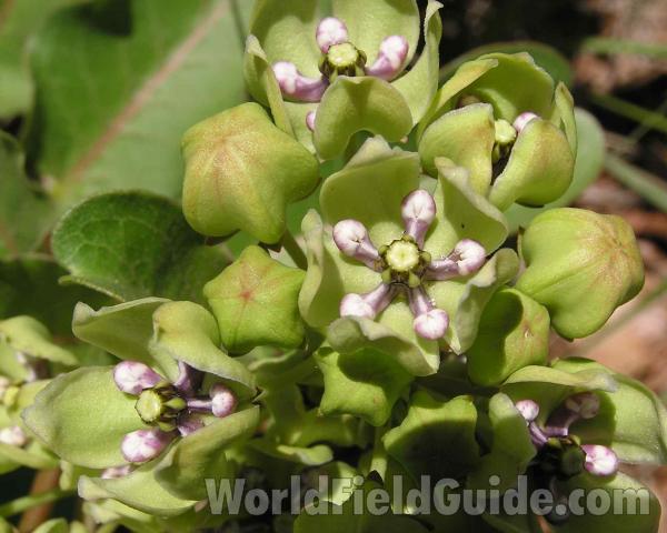 Flower - Close View<br>(Location of Picture: Fort Richardson, Texas, USA)