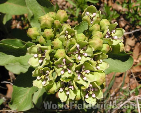 Top Of Plant in  Bloom<br>(Location of Picture: Fort Richardson, Texas, USA)