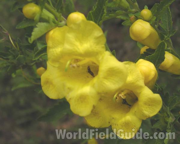 Flowers<br>(Location of Picture: Nacogdoches, Texas, USA)