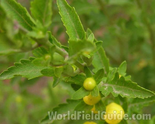 Leaves<br>(Location of Picture: Nacogdoches, Texas, USA)