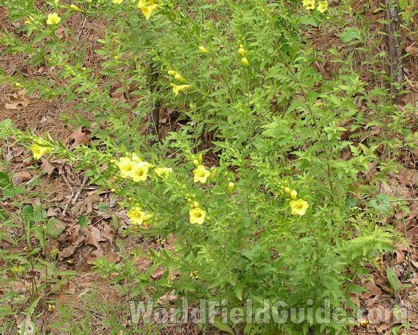Habitat<br>(Location of Picture: Nacogdoches, Texas, USA)