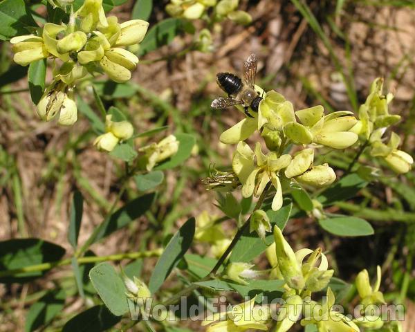 Top Of Plant in  Bloom<br>(Location of Picture: Angelania National Forest, Texas)