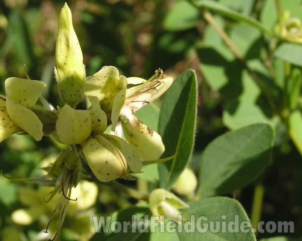 Flowers and Leaf<br>(Location of Picture: Angelania National Forest, Texas)
