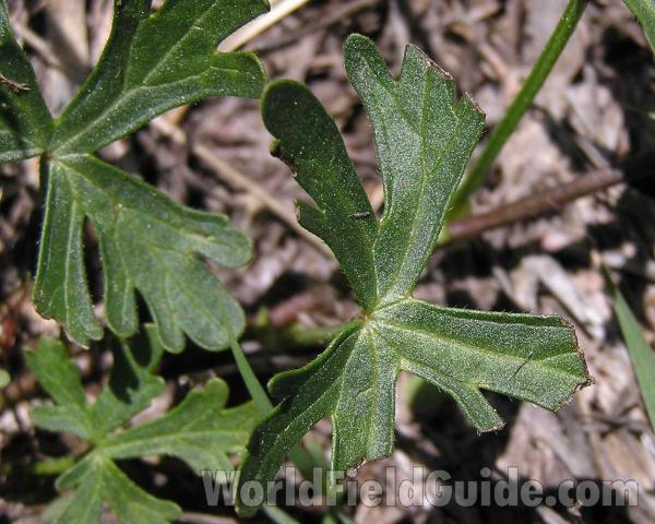 Leaves<br>(Location of Picture: Ft Richardson, Texas, 2006)