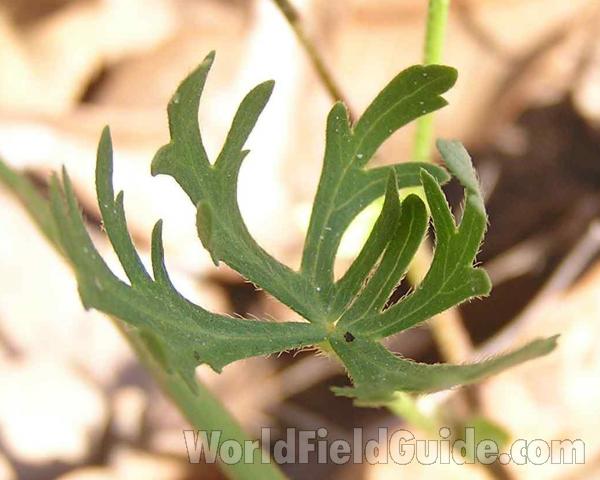 Leaf<br>(Location of Picture: Ft Richardson, Texas, 2006)