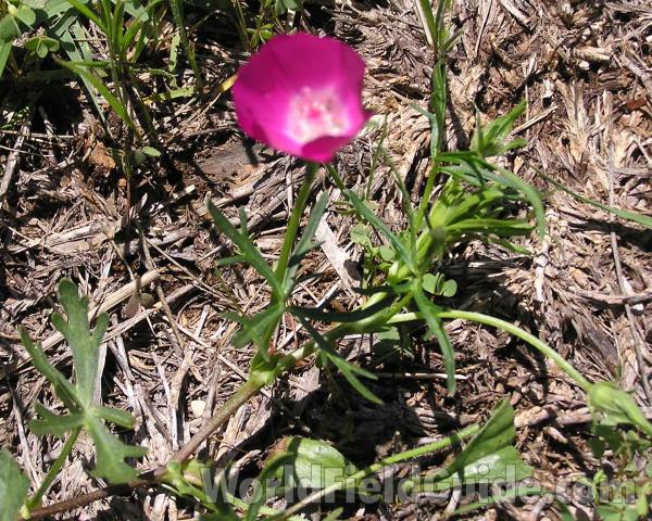 Trailing Stem<br>(Location of Picture: Ft Richardson, Texas, 2006)