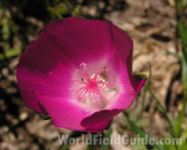 Flower - Front View<br>(Location of Picture: Ft Richardson, Texas, 2006)
