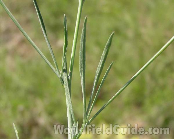 Leaves<br>(Location of Picture: Lbj Grassland, Texas, USA)