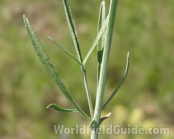 Stem and Leaves<br>(Location of Picture: Lbj Grassland, Texas, USA)
