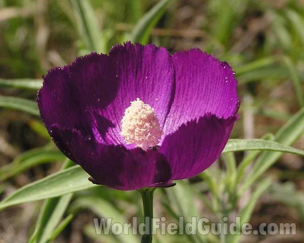 Flower - Side View<br>(Location of Picture: Lbj Grassland, Texas, USA)