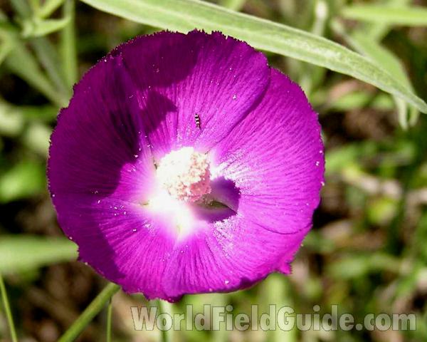 Flower - Top View<br>(Location of Picture: Lbj Grassland, Texas, USA)