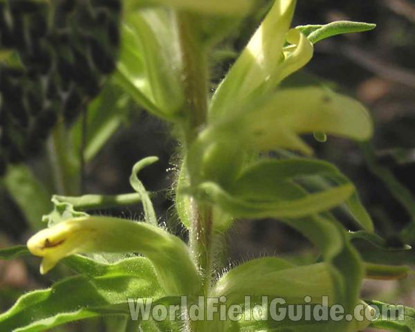 Flower - Close View - Bracts W Lateral Lobes<br>(Location of Picture: Fort Richardson, Texas, USA, 2006)