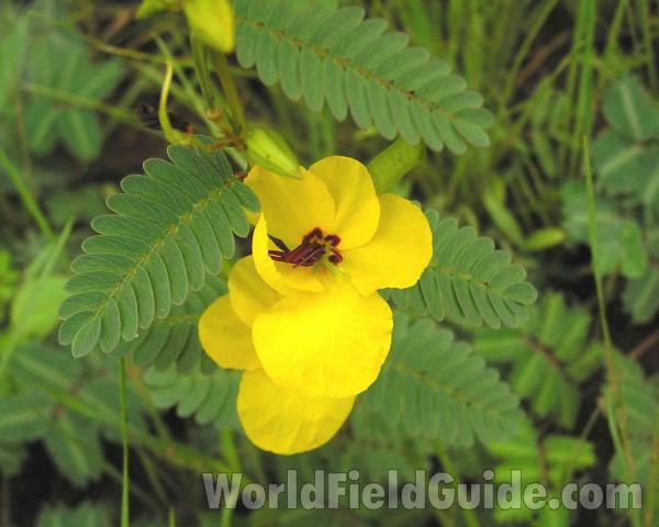 Flower and Leaflets<br>(Location of Picture: Ray Roberts Park, Texas, USA)