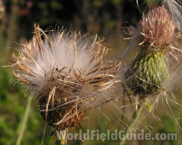 Seed Head<br>(Location of Picture: Ben Brook Lake, Texas, USA, 2006)