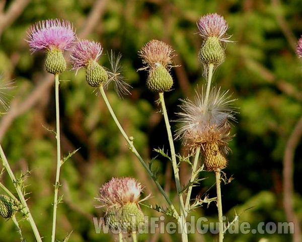Top Of Plant in  Bloom<br>(Location of Picture: Ben Brook Lake, Texas, USA, 2006)