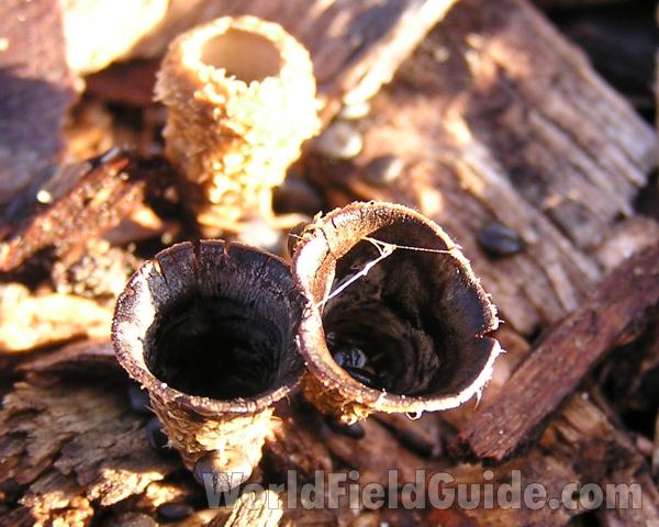 Close View<br>(Location of Picture: Ray Roberts Park, Texas, USA, 2006)