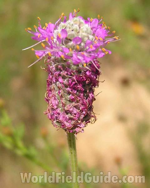 Flower Head - Side View<br>(Location of Picture: Lbj Grassland, Texas, USA, 2006)