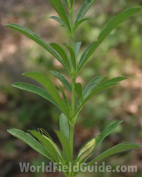 Stem and Leaves<br>(Location of Picture: Lbj Grassland, Texas, USA, 2006)