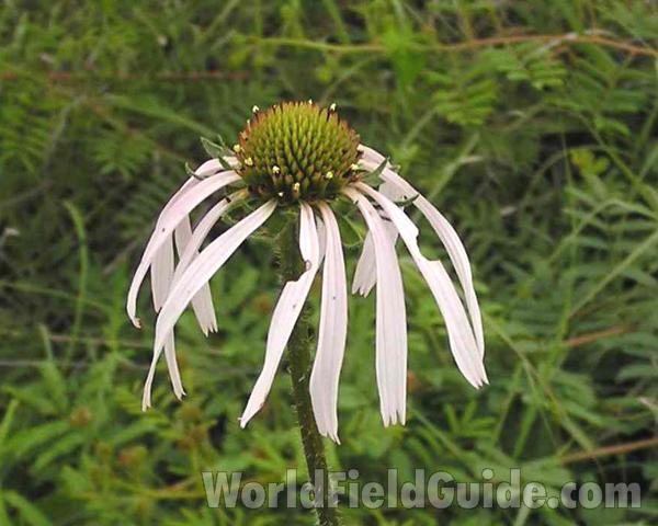 Flower<br>(Location of Picture: Ray Roberts, Texas)