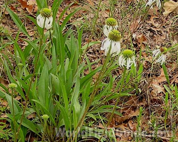 Habitat<br>(Location of Picture: Ray Roberts, Texas, USA, 2006)