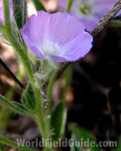 Flower and Stem<br>(Location of Picture: Stella Rowan, Texas, USA, 2006)