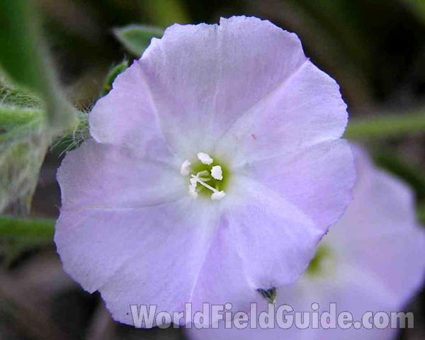 Flower - Close View<br>(Location of Picture: Stella Rowan, Texas, USA, 2006)