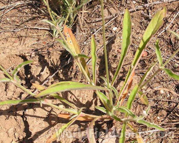 Stem and Leaves<br>(Location of Picture: LBJ Grassland, Texas, USA, 2006)