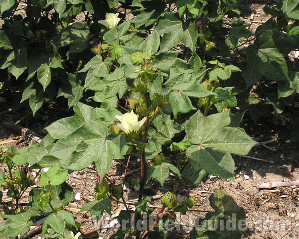 Silhouette<br>(Location of Picture: Central Texas, USA, 2006)
