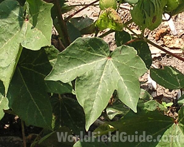 Leaf - Close View<br>(Location of Picture: Central Texas, USA, 2006)