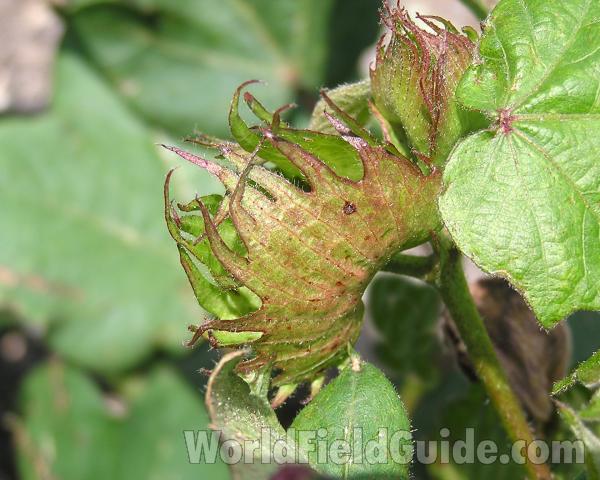 Leaf<br>(Location of Picture: Central Texas, USA, 2006)