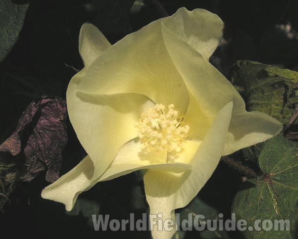 Flower<br>(Location of Picture: Central Texas, USA, 2006)