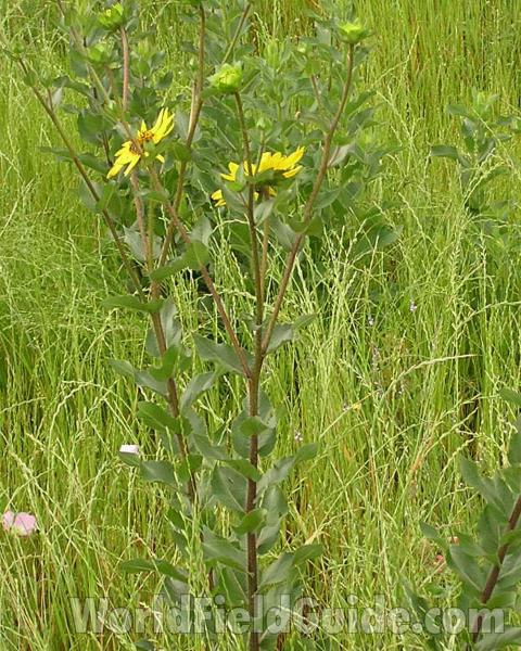 Habitat View<br>(Location of Picture: Central, Texas, USA)
