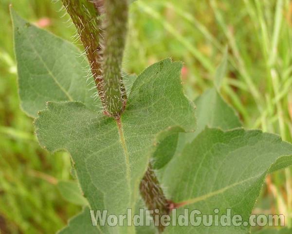 Stem and Leaves<br>(Location of Picture: Central, Texas, USA)