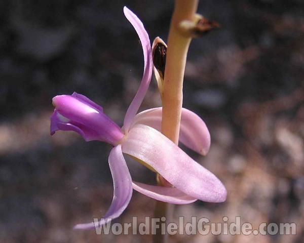 Flower - Side View<br>(Location of Picture: Cedar Ridge, Texas, USA, 2006)