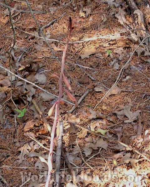 Habitat<br>(Location of Picture: Cedar Ridge, Texas, USA, 2006)