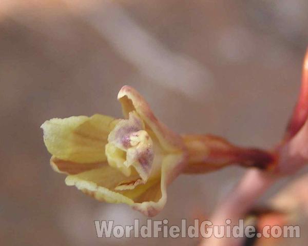 Flower - Front View<br>(Location of Picture: Cedar Ridge, Texas, USA, 2006)