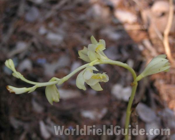 Top Of Plant in  Bloom<br>(Location of Picture: Cedar Ridge Texas, USA, 2006)