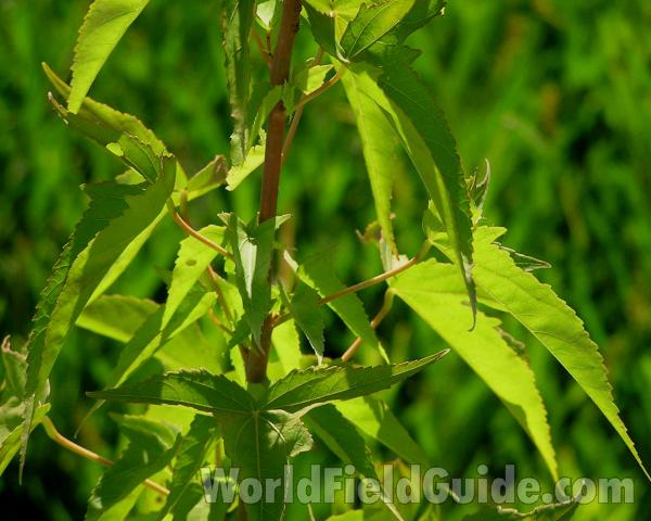 Stem and Leaves<br>(Location of Picture: Fish Hatchery, Athens Texas, USA)