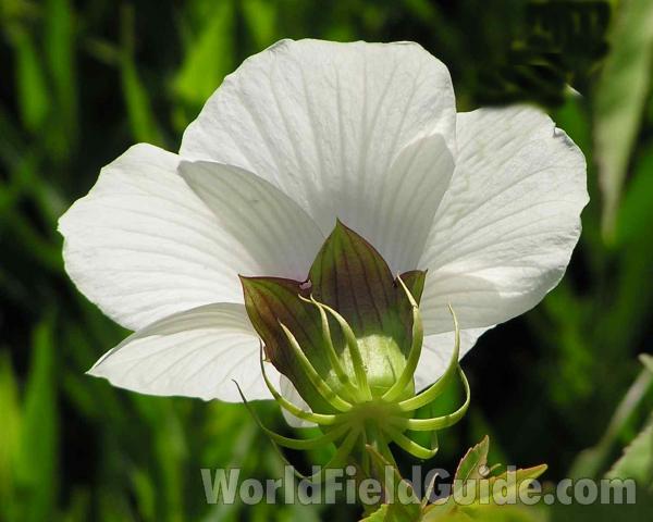 Flower - Rear View<br>(Location of Picture: Fish Hatchery, Athens Texas, USA)