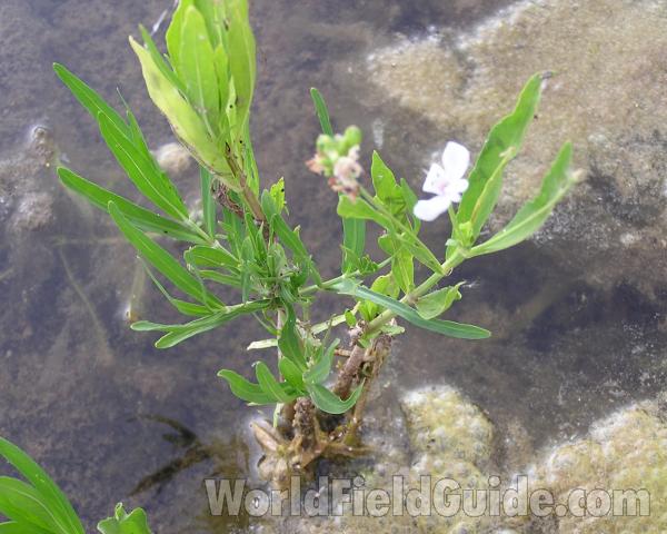Habitat in  Water<br>(Location of Picture: Fort Richardson, Texas, USA, 2006)